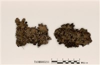 藏品(網梅衣)的圖片